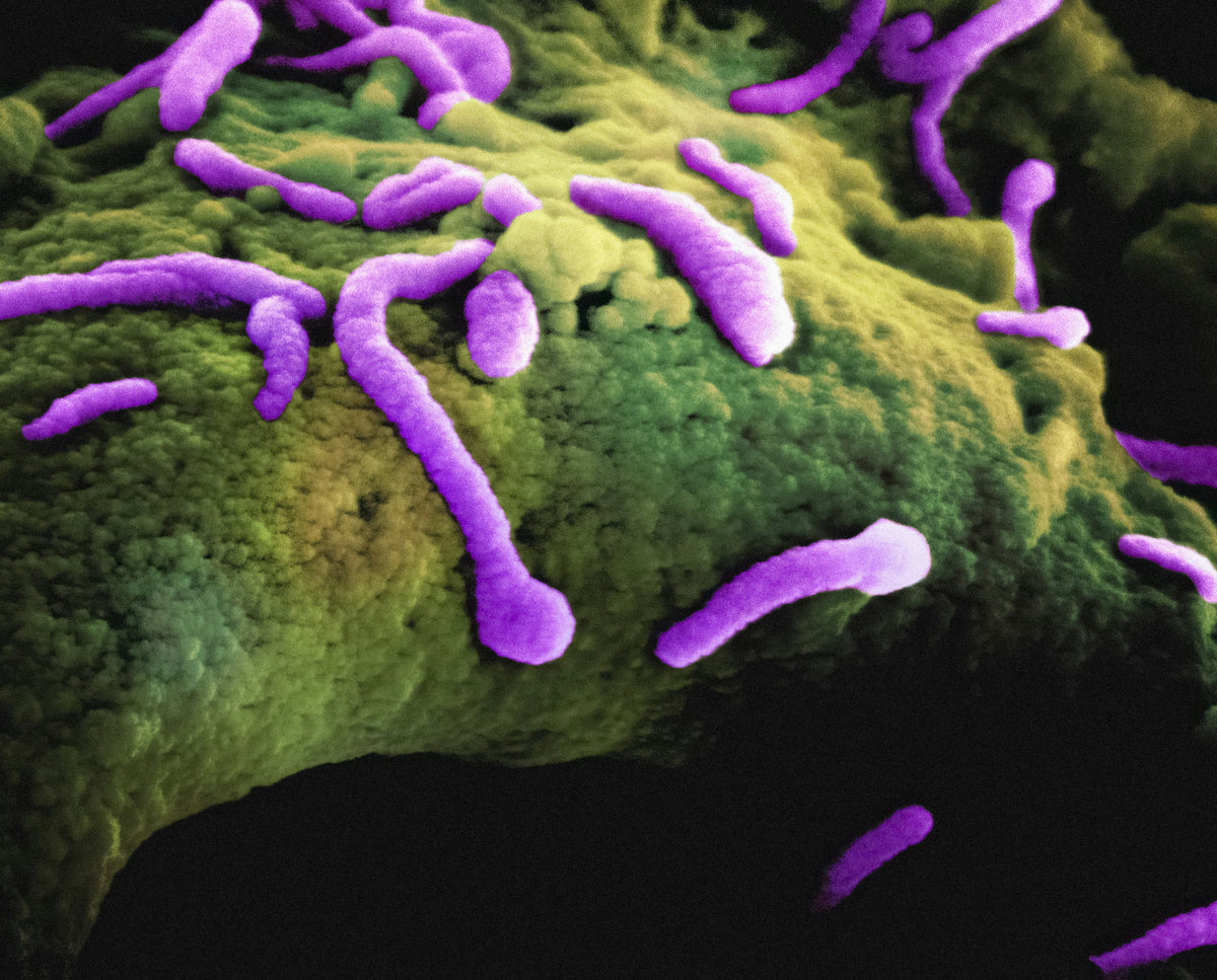 Mundmikrobiom: Was lebt eigentlich in deinem Mund?